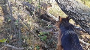 Солнечный день на черничном хуторе .С кошкой за грибами глубоко в лес .