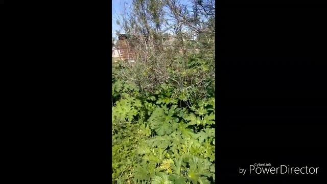 Эффективное средство от борщевика сосновского смотреть онлайн