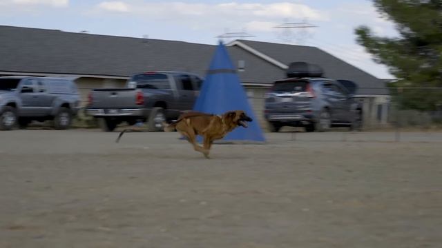 CANE CORSO BELGIAN MALINOIS PIT MIX - ELITE DOG TRAINING смотреть онлайн