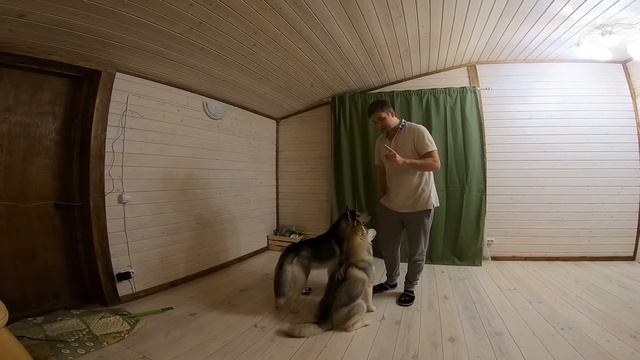 Тренировки Хаски | Учимся слушать команды или фокус покус | HUSKY VLOG смотреть онлайн