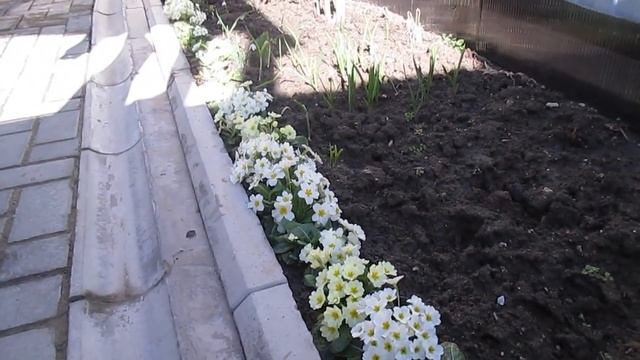 Примула -первоцвет смотреть онлайн