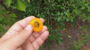 Априум(Aprium). Гибрид 75 % абрикоса и 25 % слива. Дегустация