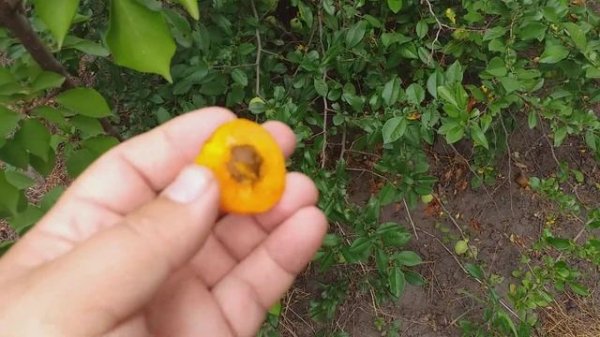 Априум(Aprium). Гибрид 75 % абрикоса и 25 % слива. Дегустация