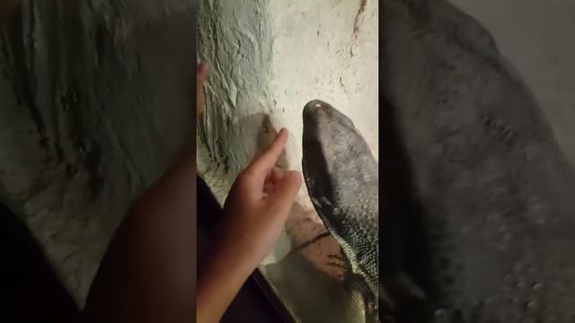 Это мы в СИНГАПУРСКОМ зоопарке советую съездить в СИНГАПУР там классно влог)) смотреть онлайн