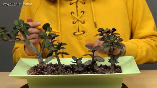 Бонсай из крассулы вариант 1 (ч.3). смотреть онлайн