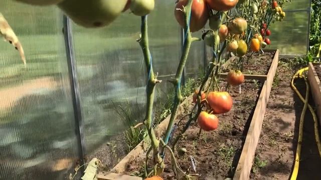 ? Обзор на помидоры ? " Розовый мед" от Сибирского сада смотреть онлайн