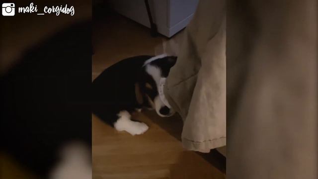 Как живется корги с короткими лапами? | Maki CorgiDog смотреть онлайн