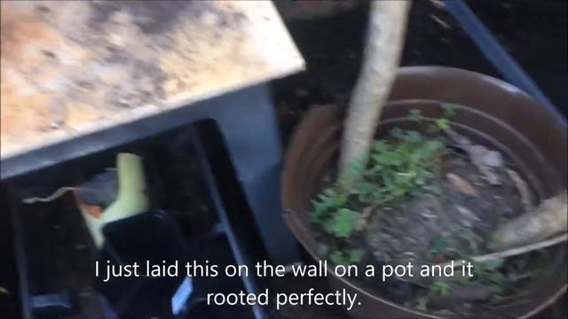 Repotting some Plumerias and Air rooting Plumeria смотреть онлайн