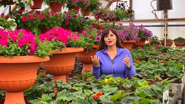 Желтеют листья у петунии ? Как лечить? Хлороз?