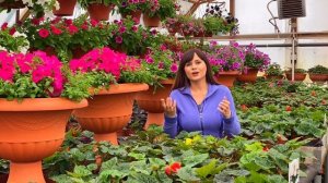 Желтеют листья у петунии ? Как лечить? Хлороз?