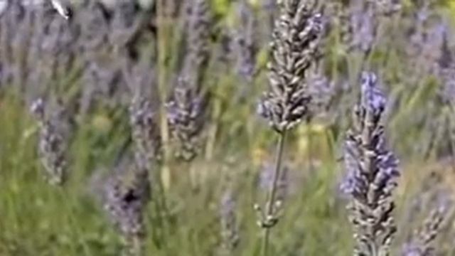 butterfly lavender смотреть онлайн