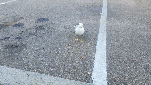 Рытаюсь кормить птицу булкой смотреть онлайн