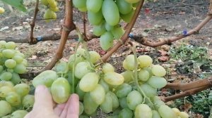 Виноград Буба (Калугин В. М.) виноградник Король В. Н.