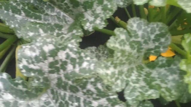 Кабачки Кавили F1, партенокарпические. смотреть онлайн