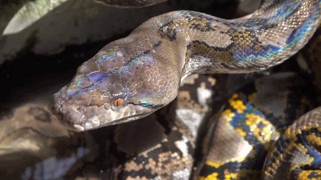 MAIOR COBRA DO MUNDO FOI ENCONTRADA na Colômbia смотреть онлайн