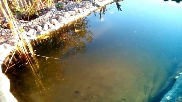 Запуск Сомика Искусственный Пруд Советую Его Посмотреть смотреть онлайн