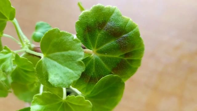 Идеальная миниатюрная пеларгония Mini Diane .Охотница за сердцами ! Лучшие сортовые пеларгонии . смотреть онлайн