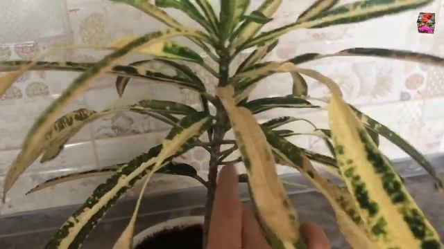 ПАУТИННЫЙ КЛЕЩ НА КРОТОНЕ. Как определить вредителя? Какие последствия? смотреть онлайн