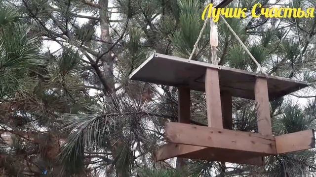 Синички прилетели.Наблюдаем за синичками.Чем кормить синичек. смотреть онлайн
