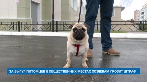 ЗА ВЫГУЛ ПИТОМЦЕВ В ОБЩЕСТВЕННЫХ МЕСТАХ ХОЗЯЕВАМ ГРОЗИТ ШТРАФ