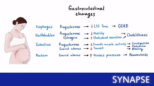 USMLE Step 1 - Физиологические изменения при беременности | Synapse sketches смотреть онлайн