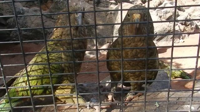 Попугаи подрались смотреть онлайн