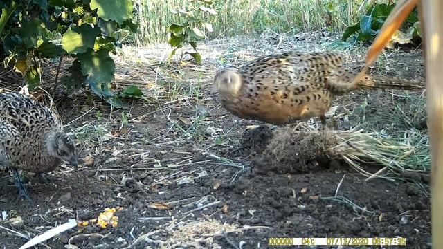 What does a wild pheasant eat? Чем питается фазан. смотреть онлайн