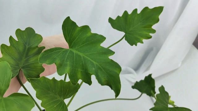 Обзор коллекции ФИЛОДЕНДРОНОВ. ч 1??☘️#комнатныерастения #обзоррастений #обзорколлекции #растения смотреть онлайн