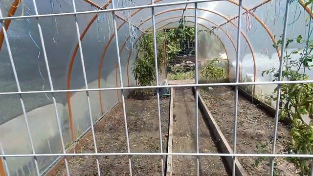 Пастила готова😋👍 Соединили молодок с курочками 🐔🐥 Сколько выросло миндаля 🥜Дальнейшие планы🏡 смотреть онлайн