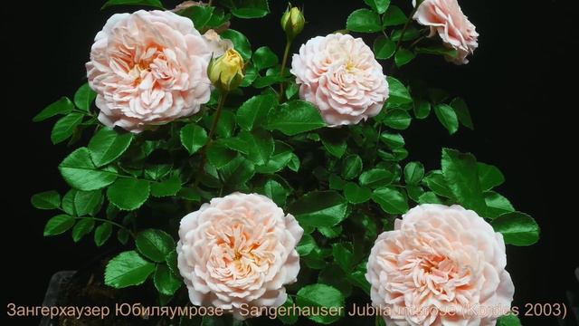 Распускается роза  Зангерхаузер Юбилямрозе
