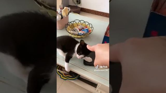 5 Minutes of Strange TikTok Cat Content [3] смотреть онлайн