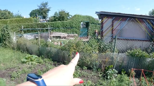 Наша дача после долгого отсутствия. Что случилось? Всё зарасло. Какие растения пережили нашу поездк смотреть онлайн