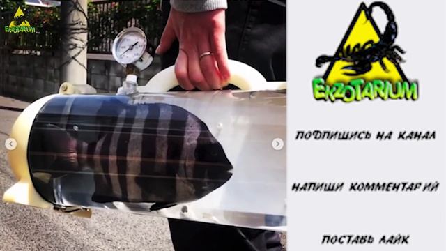 ПЕРЕНОСКА ДЛЯ АКВАРИУМНЫХ РЫБ │ Сумка катсуге для сашими │ Katsugyo bag смотреть онлайн
