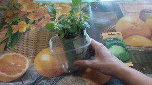 Сею капусту в "Улитку"