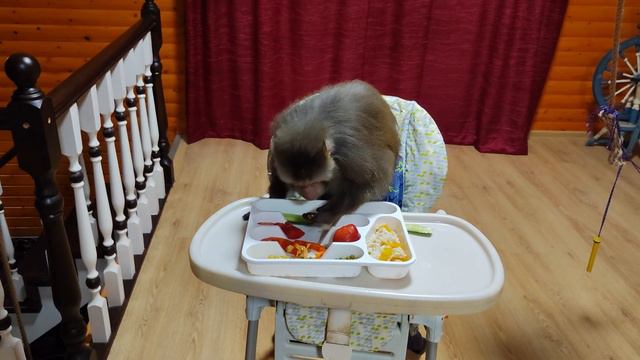 Обезьянки Гоша и Маруся. Ухаживаю, одеваю, общаюсь и кормлю смотреть онлайн