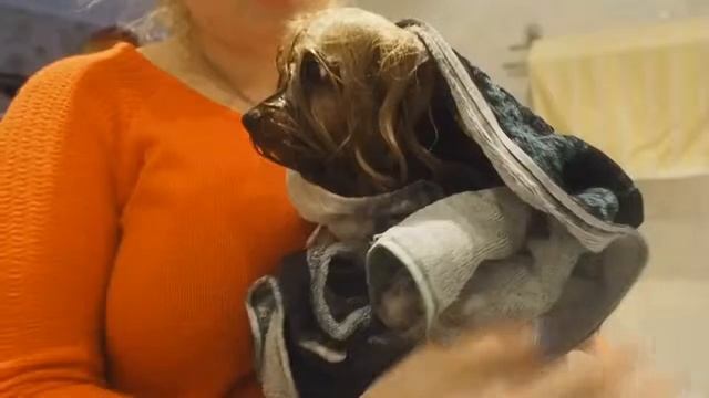 Как помыть йорка / how to wash yorkshire terrier смотреть онлайн