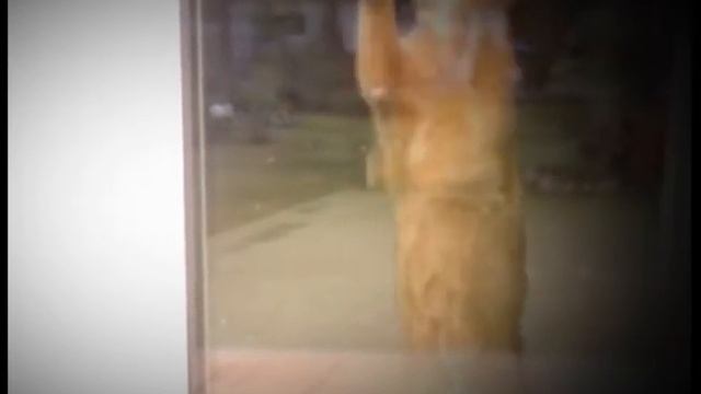 Saygonka смотреть онлайн