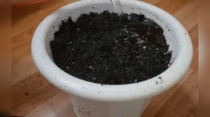 Как вырастить острый перец на подоконнике