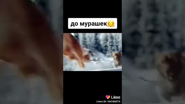 Зов предков смотреть онлайн