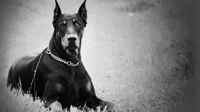 С Есенин Дай,Джим,на счастье лапу мне смотреть онлайн