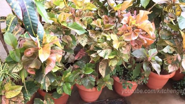 COPPERLEAF Plant Care - Acalypha wilkesiana | How to grow Khalifa Plant from Cuttings - in English смотреть онлайн