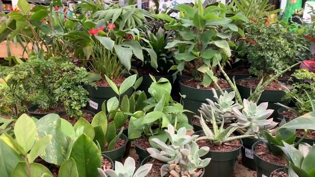 Plant Shopping at Home Depot Big Box Store || HUGE TRADESCANTIA ZEBRINA TRICOLOR HANGING BASKETS!!! смотреть онлайн