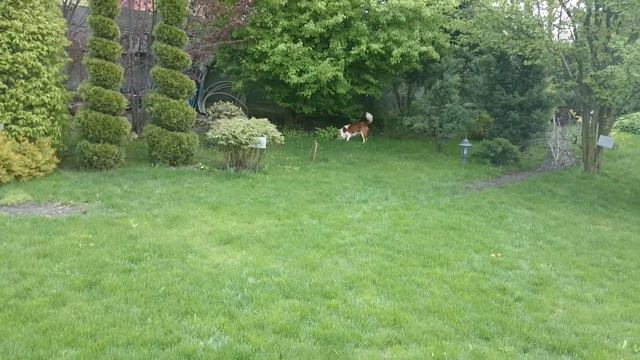 Смешные псы(1) смотреть онлайн