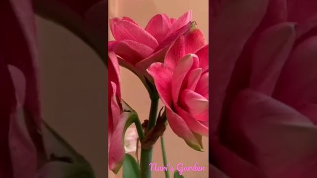 Amaryllis Candy Nymph смотреть онлайн