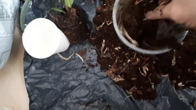 Дренаж из... ОРХИДЕИ! Фикус Эластика. Укоренение. Пересадка. Уход за фикусом в домашних условиях смотреть онлайн