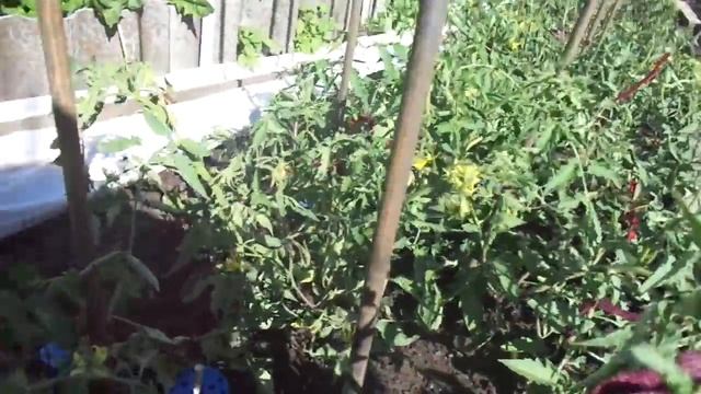 НИ ОДИН ТОМАТ ОТ ГРАДА НЕ ПОСТРАДАЛ! Ольга Чернова.