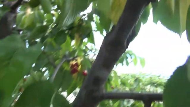 Почему сохнут листья черешни?.Прошел год. смотреть онлайн