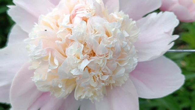 пион PINK LEMONADE смотреть онлайн