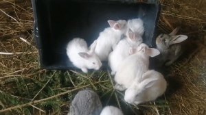 РАЗВЕДЕНИЕ КРОЛИКОВ, КРОЛИКИ В ВОЛЬЕРЕ,