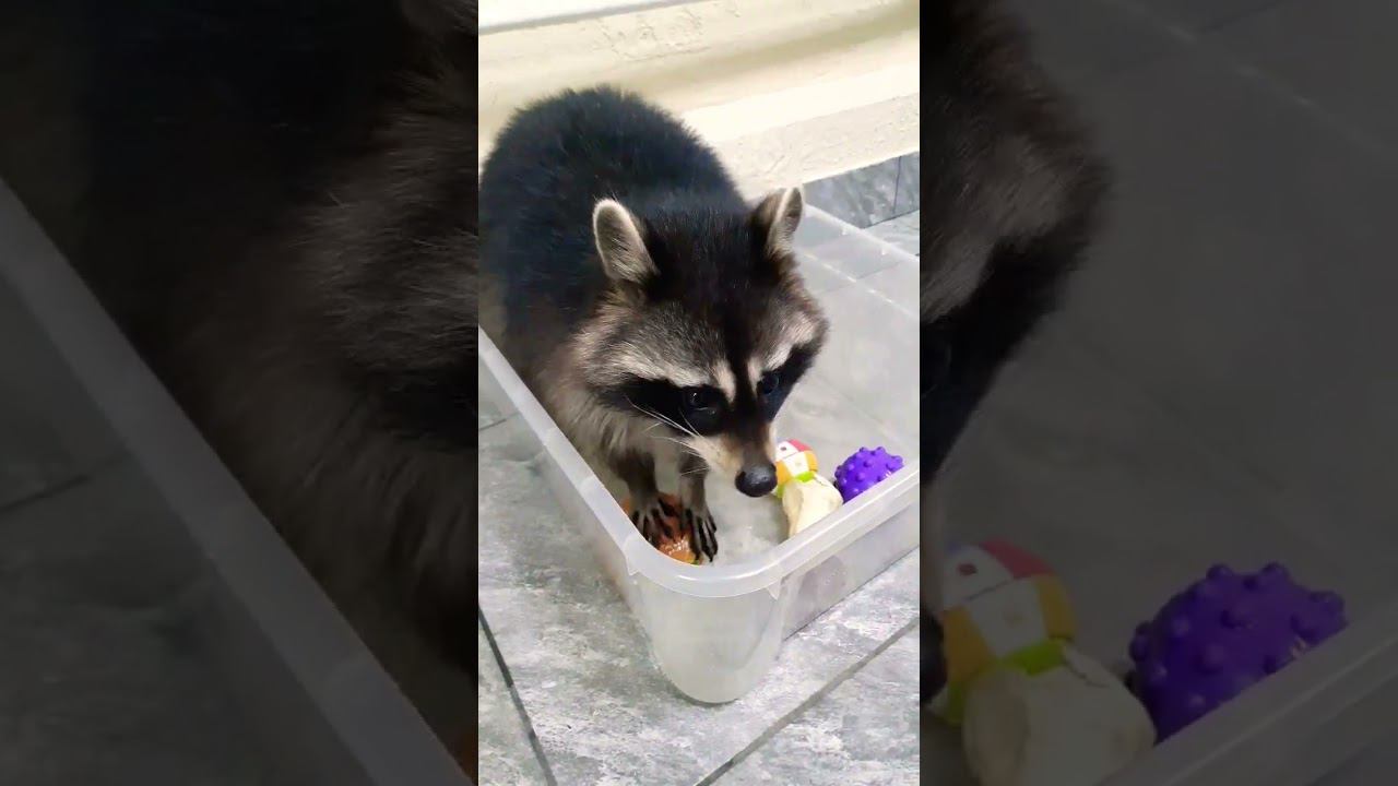 ▷Енотик хочет бургер◁ смотреть онлайн